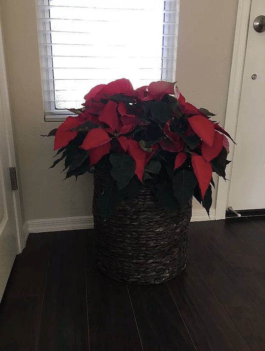 Screen Shot 2017-03-17 at 11.47.30 AM