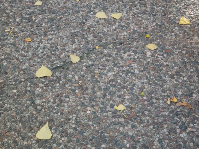 Northern Arizona Fall {Details Blog}