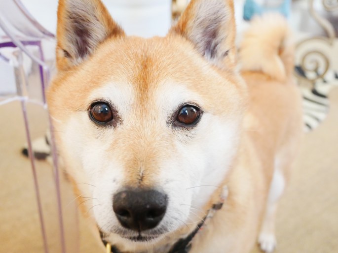 Weekend Wrap-Up / Sweet Salvage {Details Blog}