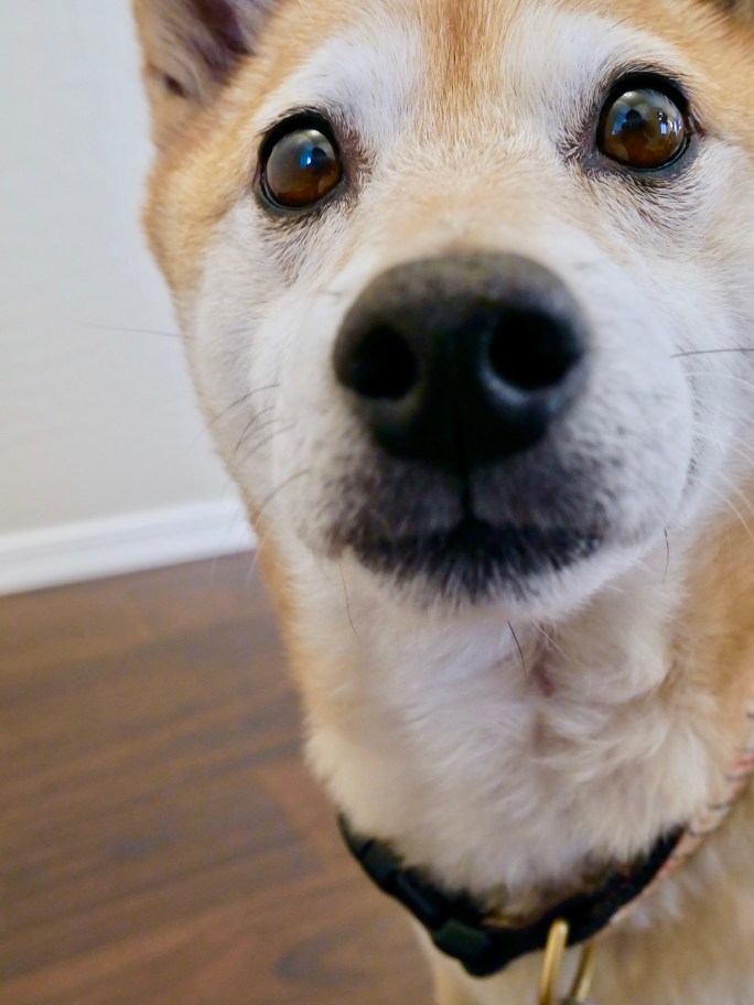 Simple Valentine's Day Garland + Centerpiece {Details Blog}